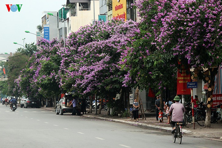 Hanoi aux couleurs de l’été - ảnh 4